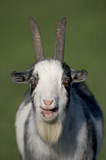 Domestic goat (Capra hircus) pygmy goat bleeting, portrait, UK Domestic goat (Capra hircus) pygmy goat bleeting, portrait, UK