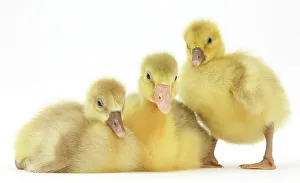 Three domestic goose, Embden x Greylag, goslings Three domestic goose, Embden x Greylag, goslings