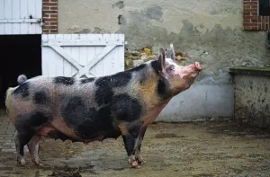 Domestic pig (Sus scrofa domestica) Pietrain pig, standing in farmyard, France Domestic pig (Sus scrofa domestica) Pietrain pig, standing in farmyard, France