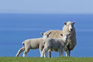 Domestic Sheep (Ovis aries) ewe and two lambs, probably Romney x Perendale. Unshorn Domestic Sheep (Ovis aries) ewe and two lambs, probably Romney x Perendale. Unshorn