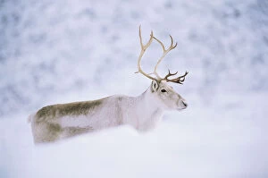 Images Dated 24th May 2006: Domesticated Reindeer / Caribou (Rangifer tarandus) female in snow, Scotland