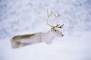 Domesticated Reindeer / Caribou (Rangifer tarandus) female in snow, Scotland Domesticated Reindeer / Caribou (Rangifer tarandus) female in snow, Scotland