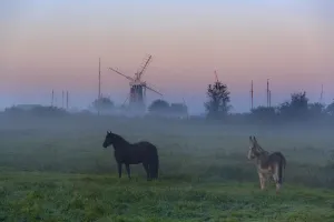 Donkey and horse on the Norfolk Broads with windmill at dawn, Norfolk, UK, October 2008 Donkey and horse on the Norfolk Broads with windmill at dawn, Norfolk, UK, October 2008