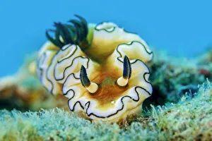 Dorid nudibranch (Doriprismatica atromarginata), close up, Triton Bay, West Papua, Indonesia, Pacific Ocean Dorid nudibranch (Doriprismatica atromarginata), close up, Triton Bay, West Papua, Indonesia, Pacific Ocean