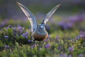 Dotterel, (Charadrius morinellus) female amongst Blue mountain heath (Phyllodoce caerulea Dotterel, (Charadrius morinellus) female amongst Blue mountain heath (Phyllodoce caerulea