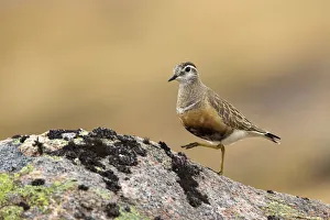 Dotterel (Charadrius morinellus) standing on rock, Cairngorms National Park, Scotland Dotterel (Charadrius morinellus) standing on rock, Cairngorms National Park, Scotland
