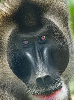 Drill (Mandrillus leucophaeus) male portrait, captive Drill (Mandrillus leucophaeus) male portrait, captive