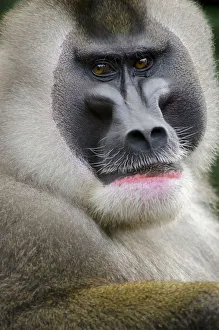Drill monkey (Mandrillus leucophaeus) adult male, portrait, captive Drill monkey (Mandrillus leucophaeus) adult male, portrait, captive