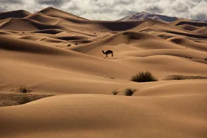 Dromedary Camel (Camelus dromedarius) in the Erg Chebbi Dunes. Sahara Desert, Morocco Dromedary Camel (Camelus dromedarius) in the Erg Chebbi Dunes. Sahara Desert, Morocco