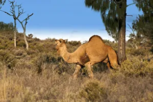 Dromedary camel (Camelus dromedarius) wild male, Uluru-Kata Tjuta National Park, Northern Territory Dromedary camel (Camelus dromedarius) wild male, Uluru-Kata Tjuta National Park, Northern Territory