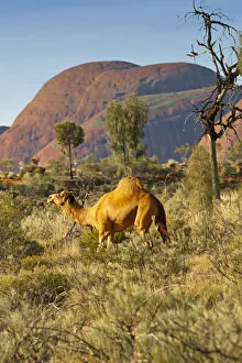 Dromedry camel (Camelus dromedarius) wild male, Uluru-Kata Tjuta National Park, Northern Territory Dromedry camel (Camelus dromedarius) wild male, Uluru-Kata Tjuta National Park, Northern Territory