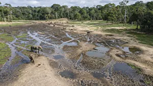 Drone aerial view of group of African forest elephants (Loxodonta cyclotis) Drone aerial view of group of African forest elephants (Loxodonta cyclotis)