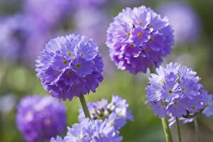 Drumstick primrose (Primula deticulata) cultivated, Germany Drumstick primrose (Primula deticulata) cultivated, Germany