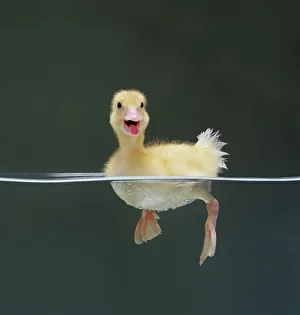 Duckling swimming on water surface, captive, UK Duckling swimming on water surface, captive, UK