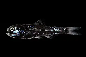 Vertebrate Marine Life Prints: Dumeril's lanternfish (Diaphus dumerilii) portrait