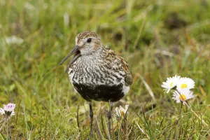 Dunlin (Calidris alpina ) North Uist, Outer Hebrides, Scotland, UK, June Dunlin (Calidris alpina ) North Uist, Outer Hebrides, Scotland, UK, June