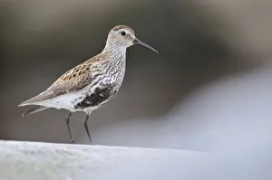 Dunlin (Calidris alpina) perching on a rock, Outer Hebrides, Scotland, UK, June Dunlin (Calidris alpina) perching on a rock, Outer Hebrides, Scotland, UK, June