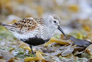 Dunlin (Calidris alpina) portrait. Vardo, Finnmark, Norway. May Dunlin (Calidris alpina) portrait. Vardo, Finnmark, Norway. May