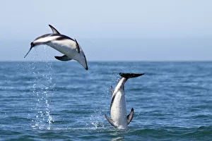 Dusky dolphins (Lagenorhynchus obscurus) courting pair leaping from the sea, Kaikoura Dusky dolphins (Lagenorhynchus obscurus) courting pair leaping from the sea, Kaikoura