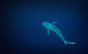 Dusky Shark (Carcharhinus obscurus) solitary shark patrols the deep blue waters off Port St Johns Dusky Shark (Carcharhinus obscurus) solitary shark patrols the deep blue waters off Port St Johns