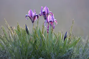 Dwarf irises (Iris pumila) flowering, Rostovsky Nature Reserve, Rostov Region, Russia Dwarf irises (Iris pumila) flowering, Rostovsky Nature Reserve, Rostov Region, Russia