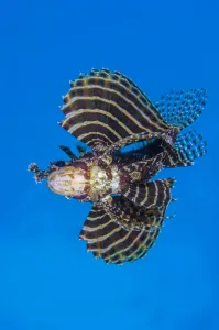 Dwarf lionfish (Dendrochirus brachypterus) opens its awingsa (in fact enlarged pectoral) Dwarf lionfish (Dendrochirus brachypterus) opens its awingsa (in fact enlarged pectoral)