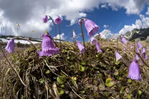 Dwarf snowbell (Soldanella pusilla) in flower on mountainside, Austrian Alps, June Dwarf snowbell (Soldanella pusilla) in flower on mountainside, Austrian Alps, June