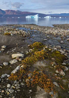 Dwarf willows add color along a small glacial stream before icebergs in Hare Fjord Dwarf willows add color along a small glacial stream before icebergs in Hare Fjord