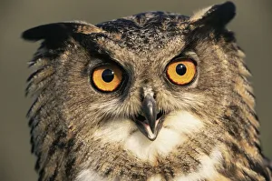 Eagle owl portrait {Bubo bubo} captive, Germany Eagle owl portrait {Bubo bubo} captive, Germany
