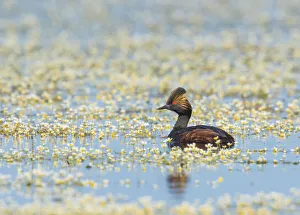 Eared grebe (Podiceps nigricollis), adult in breeding plumage, swimming amidst Water Eared grebe (Podiceps nigricollis), adult in breeding plumage, swimming amidst Water
