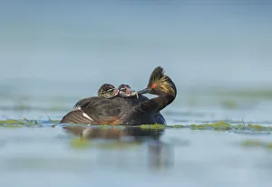 Eared Grebes (Podiceps nigricollis), adult feeds a damselfly nymph to one of two chicks Eared Grebes (Podiceps nigricollis), adult feeds a damselfly nymph to one of two chicks
