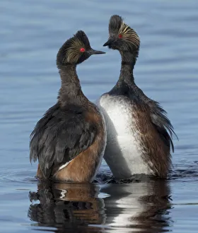 Eared grebes (Podiceps nigricollis) stand erect in water during courtship, North Park Eared grebes (Podiceps nigricollis) stand erect in water during courtship, North Park