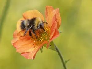 Early bumblebee (Bombus pratorum) nectaring on Scarlet avens flower (Geum coccineum borisii), Wiltshire garden, UK Early bumblebee (Bombus pratorum) nectaring on Scarlet avens flower (Geum coccineum borisii), Wiltshire garden, UK