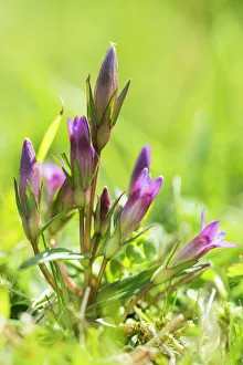 Early or English gentian (Gentianella anglica) a scarce plant, endemic to England Early or English gentian (Gentianella anglica) a scarce plant, endemic to England