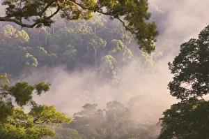 Early morning mist over the canopy, lowland rainforest, Danum Valley, Sabah, Borneo Early morning mist over the canopy, lowland rainforest, Danum Valley, Sabah, Borneo
