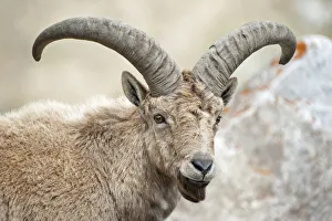 East Caucasian tur (Capra cylindricornis) portrait, Caucasus, Russia. May East Caucasian tur (Capra cylindricornis) portrait, Caucasus, Russia. May