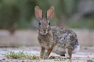 Eastern cottontail (Sylvilagus floridanus). Texas, USA. June Eastern cottontail (Sylvilagus floridanus). Texas, USA. June
