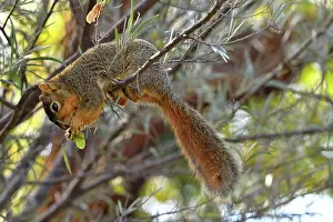 Eastern Fox Squirrel Prints: Eastern fox squirrel (Sciurus niger) sitting on branch feeding