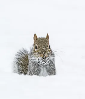 Eastern Gray Squirrel (Sciurus carolinensis) feeding in snow, Acadia National Park Eastern Gray Squirrel (Sciurus carolinensis) feeding in snow, Acadia National Park