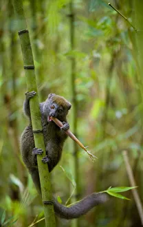 Eastern Grey Bamboo Lemur (Hapalemur griseus) feeding on bamboo shoot, Andasibe-Mantadia Eastern Grey Bamboo Lemur (Hapalemur griseus) feeding on bamboo shoot, Andasibe-Mantadia