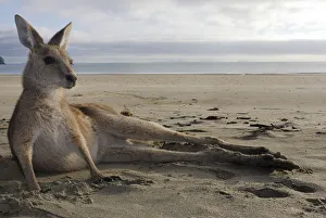 Eastern grey kangaroo (Macropus giganteus) resting on beach, Queensland, Australia Eastern grey kangaroo (Macropus giganteus) resting on beach, Queensland, Australia