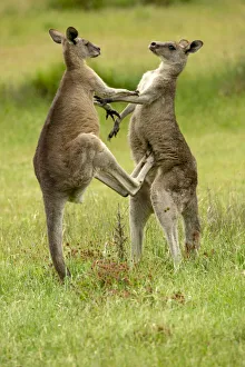 Eastern grey kangaroo (Macropus giganteus), two males fighting. Grampians National Park Eastern grey kangaroo (Macropus giganteus), two males fighting. Grampians National Park
