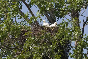 Two Eastern imperial eagle (Aquila heliaca) chicks in the nest, East Slovakia, Europe Two Eastern imperial eagle (Aquila heliaca) chicks in the nest, East Slovakia, Europe