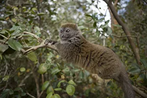 Eastern Lesser Bamboo Lemur (Hapalemur griseus) Andasibe-Mantadia National Park Eastern Lesser Bamboo Lemur (Hapalemur griseus) Andasibe-Mantadia National Park