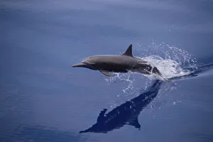 Eastern spinner dolphin {Stenella longirostris orientalis} W Mexico, Pacific Eastern spinner dolphin {Stenella longirostris orientalis} W Mexico, Pacific