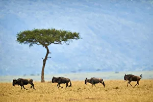 Eastern white-bearded wildebeest (Connochaetes taurinus), four running in line, on migration Eastern white-bearded wildebeest (Connochaetes taurinus), four running in line, on migration