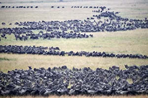 Eastern White-bearded Wildebeest (Connochaetes taurinus) migrating herds, Masai Mara Eastern White-bearded Wildebeest (Connochaetes taurinus) migrating herds, Masai Mara
