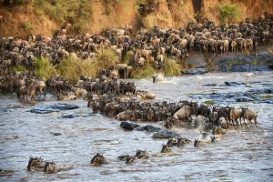 Eastern White-bearded Wildebeest herd (Connochaetes taurinus) crossing the Mara River Eastern White-bearded Wildebeest herd (Connochaetes taurinus) crossing the Mara River