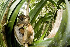 Eastern woolly / avahi lemur (Avahi laniger) clinging to branch Eastern woolly / avahi lemur (Avahi laniger) clinging to branch