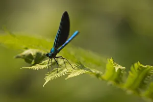 Ebony jewelwing (Calopteryx maculata) New Brunswick, Canada, July Ebony jewelwing (Calopteryx maculata) New Brunswick, Canada, July